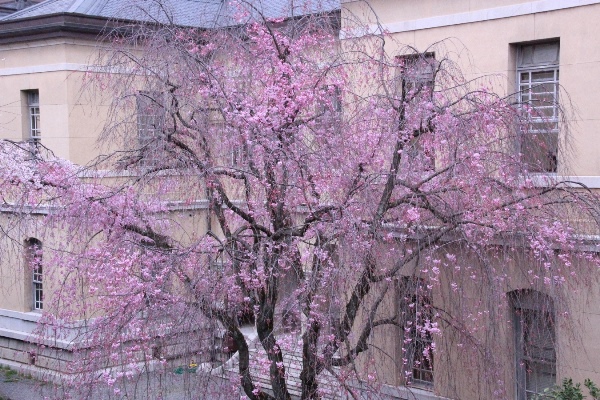 6459-15.4.3八重紅しだれ桜　全体.jpg